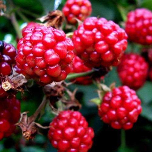 Raspberry extract